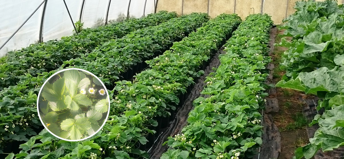 Bio Erdbeeren und Rhababer | Emmerts Biokiste