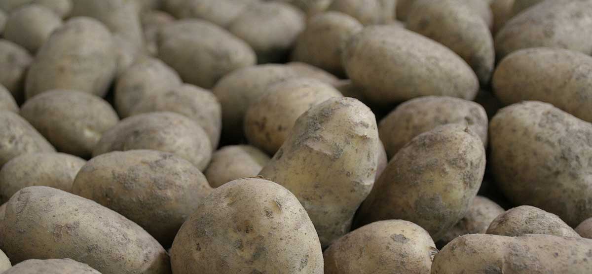 Bio Kartoffeln ernten | Emmerts Biokiste
