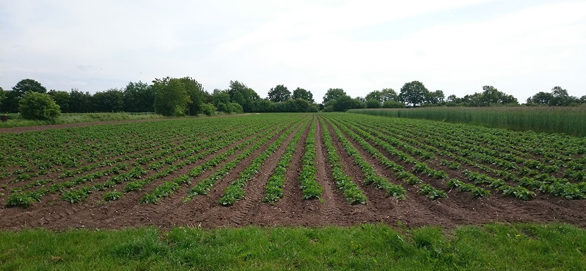 Bio Kartoffeln anbauen | Emmerts Biokiste