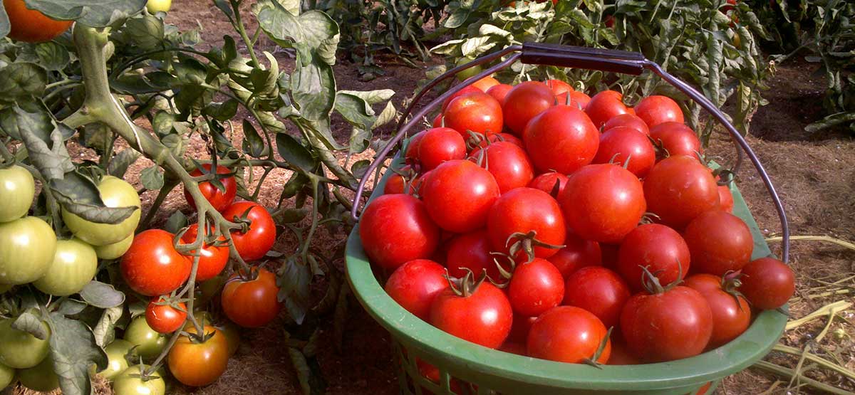 Tomaten ernten | Emmerts Biokiste
