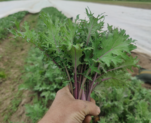Babykale "Red Russian"