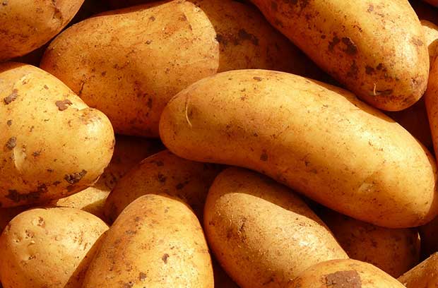Bio Kartoffeln Belana | Emmerts- Biokiste