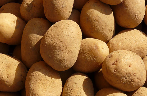 Bio Kartoffeln Finka | Emmerts- Biokiste