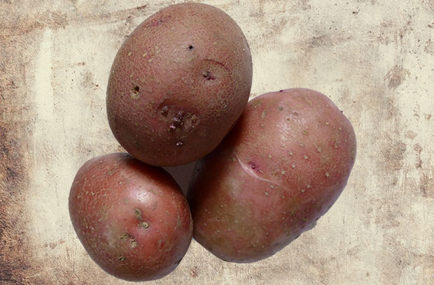 Bio Kartoffeln Laura | Emmerts- Biokiste