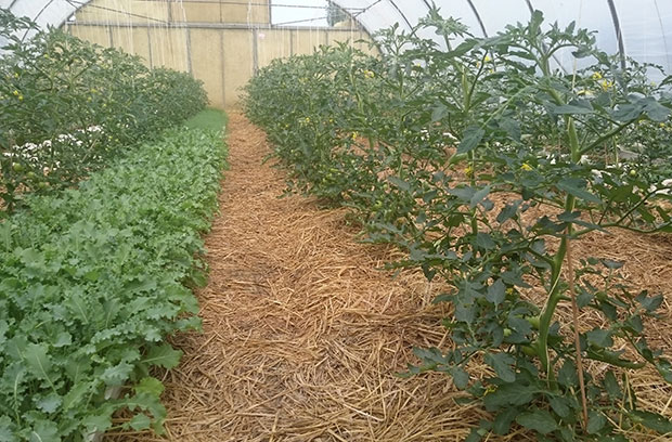 Tomaten gemulcht | Emmerts Biokiste