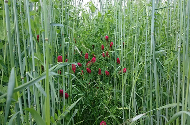 Tomaten gemulcht | Emmerts Biokiste