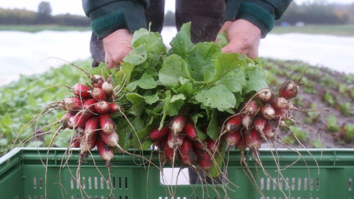 radieschen-french-breakfast