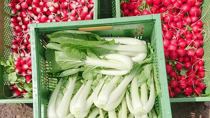 pac-choi-und-radieschen