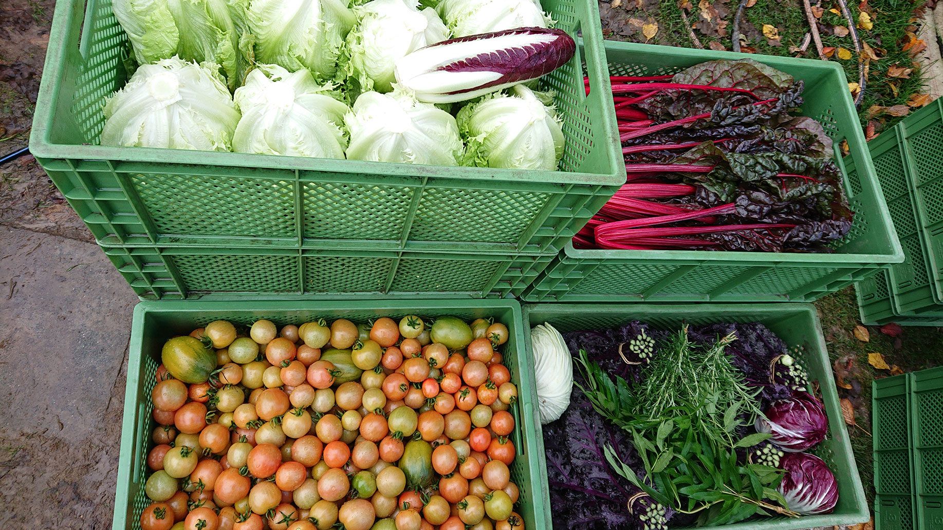 Bunte Ernte | Emmerts-Biokiste