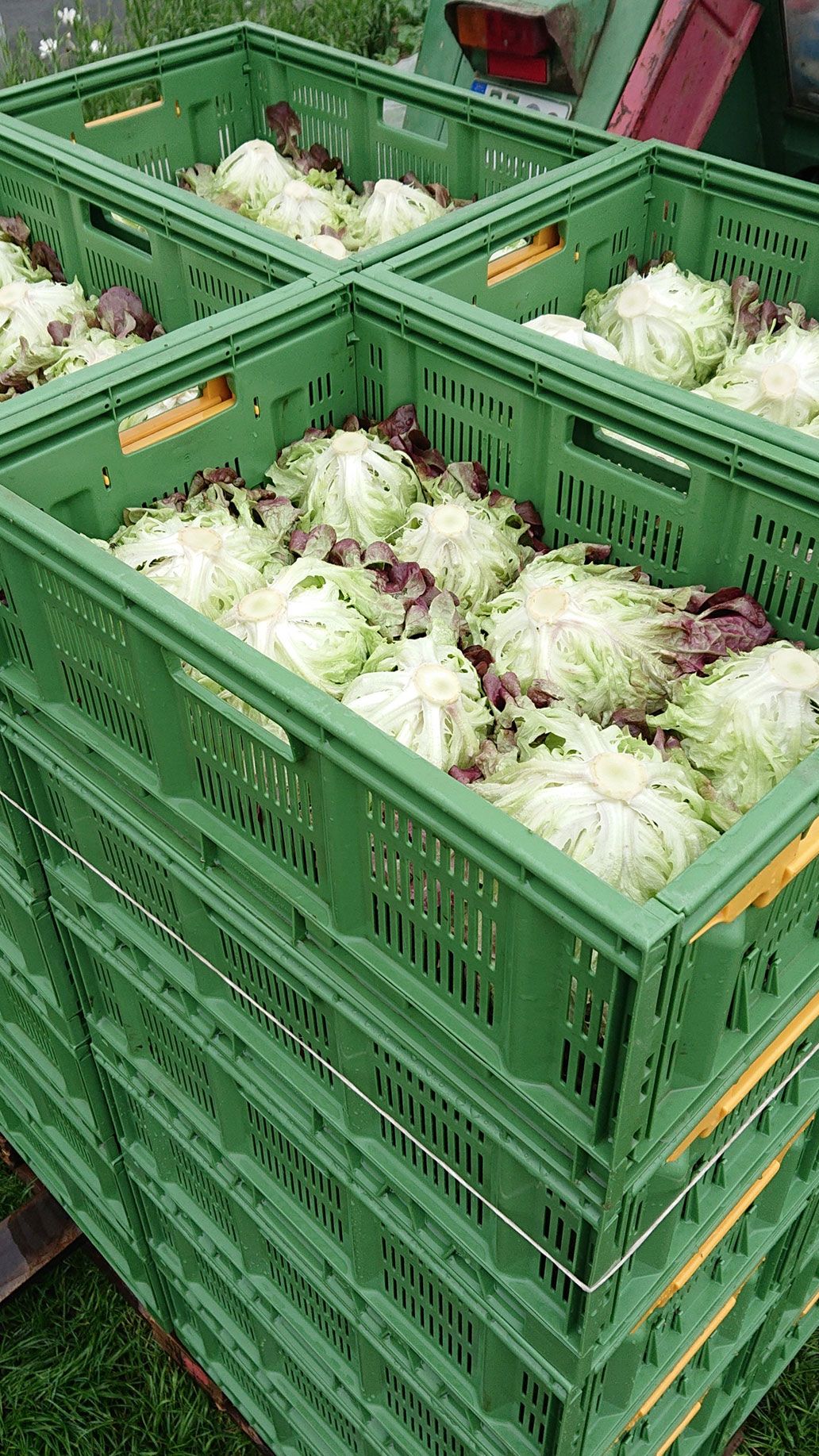 Eichblattsalat | Emmerts-Biokiste