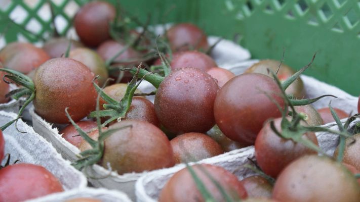 black-cherrys-ernten