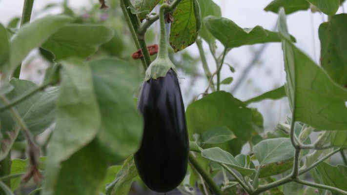 aubergine