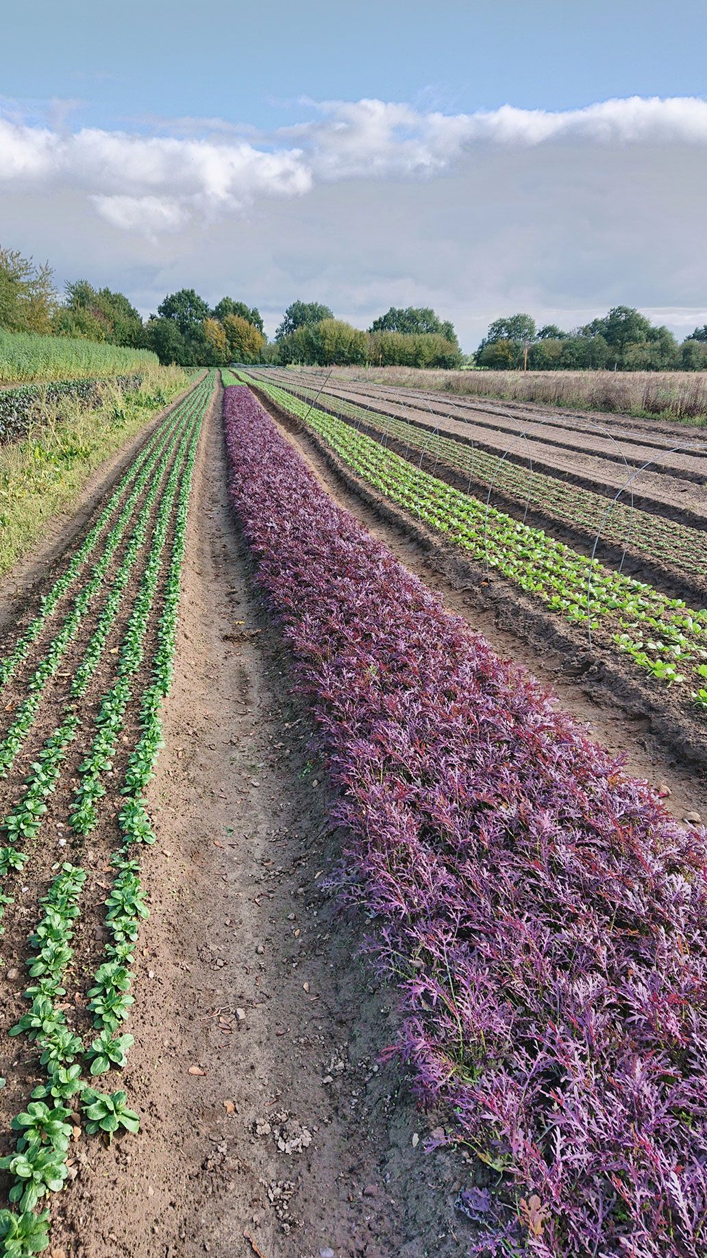 Herbst- und Winter Salate | Emmerts-Biokiste