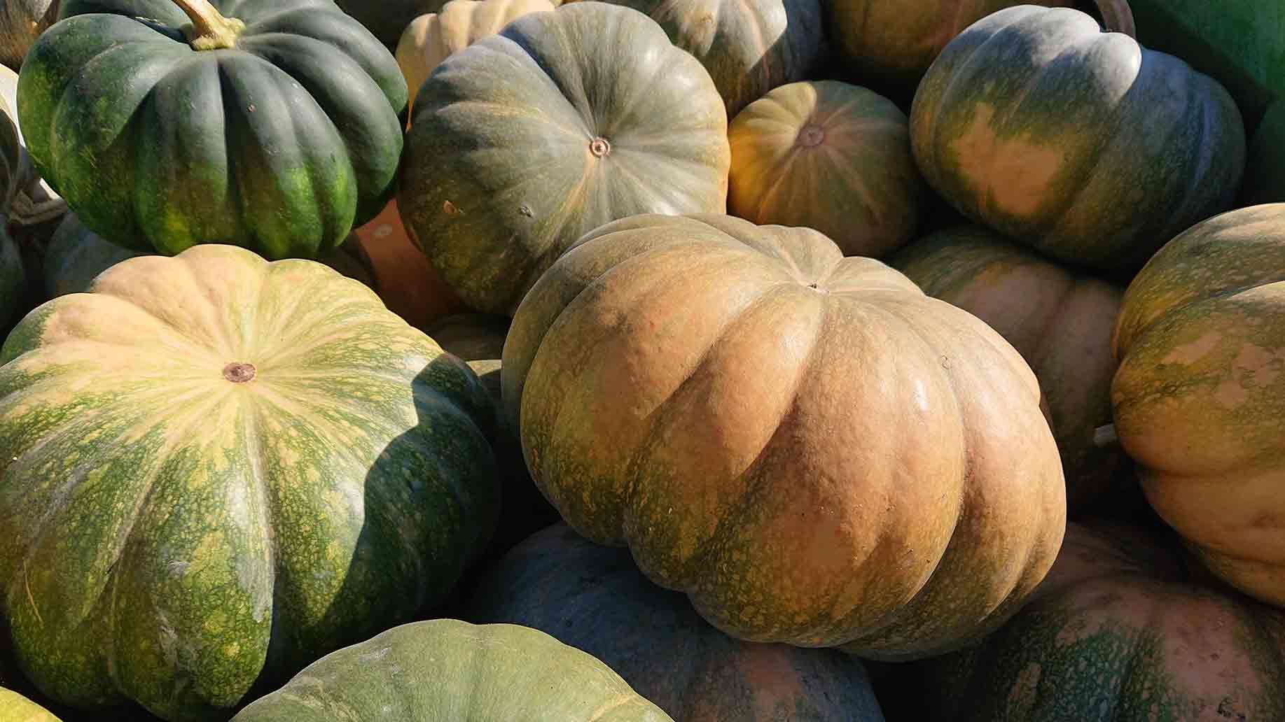 Kürbis Muskat de Provence | Emmerts-Biokiste