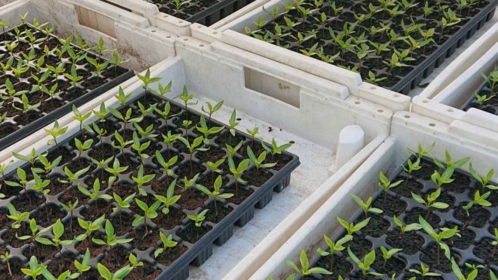 paprika-jungpflanzen