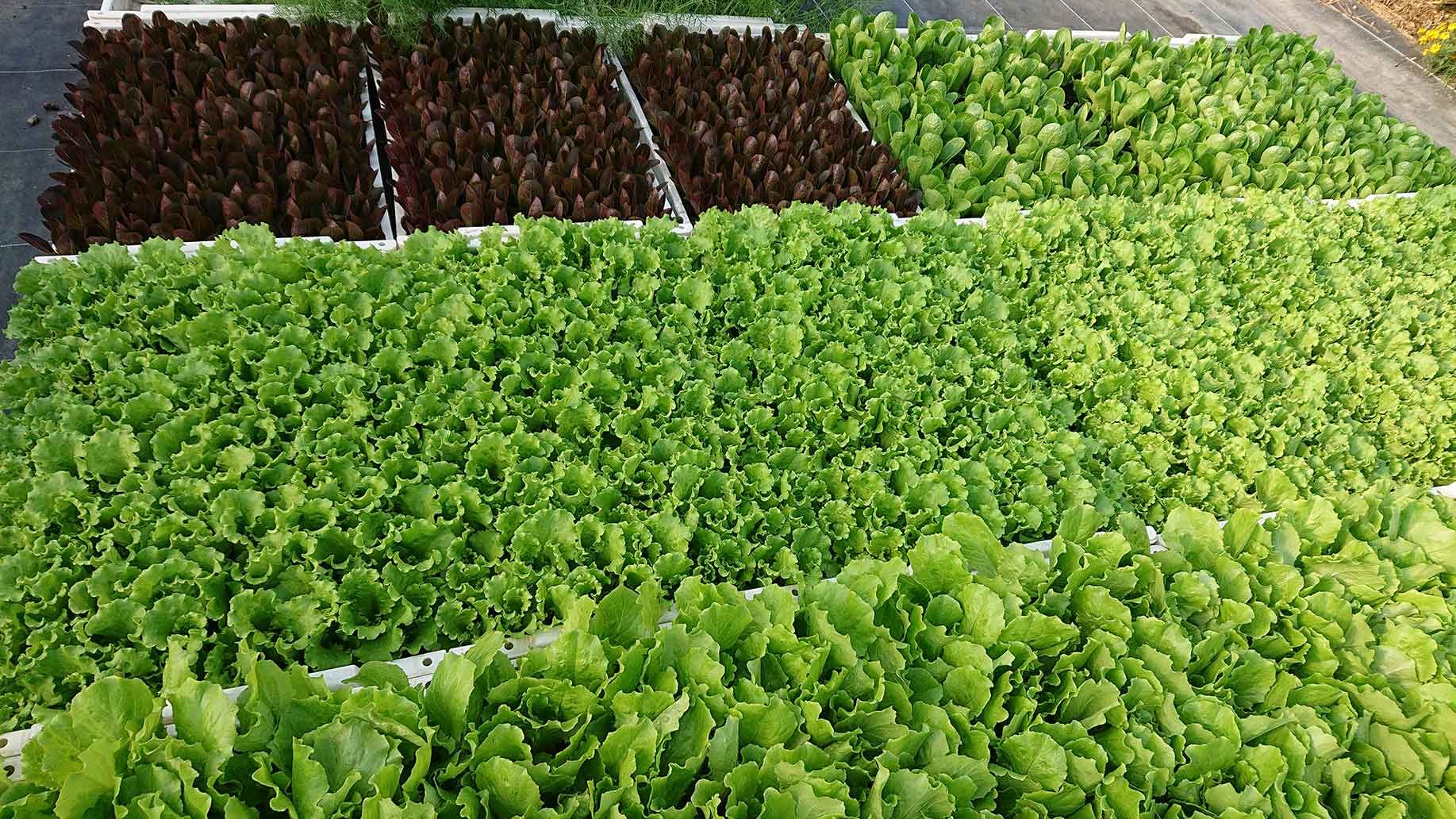 Salat Jungpflanzen | Emmerts-Biokiste