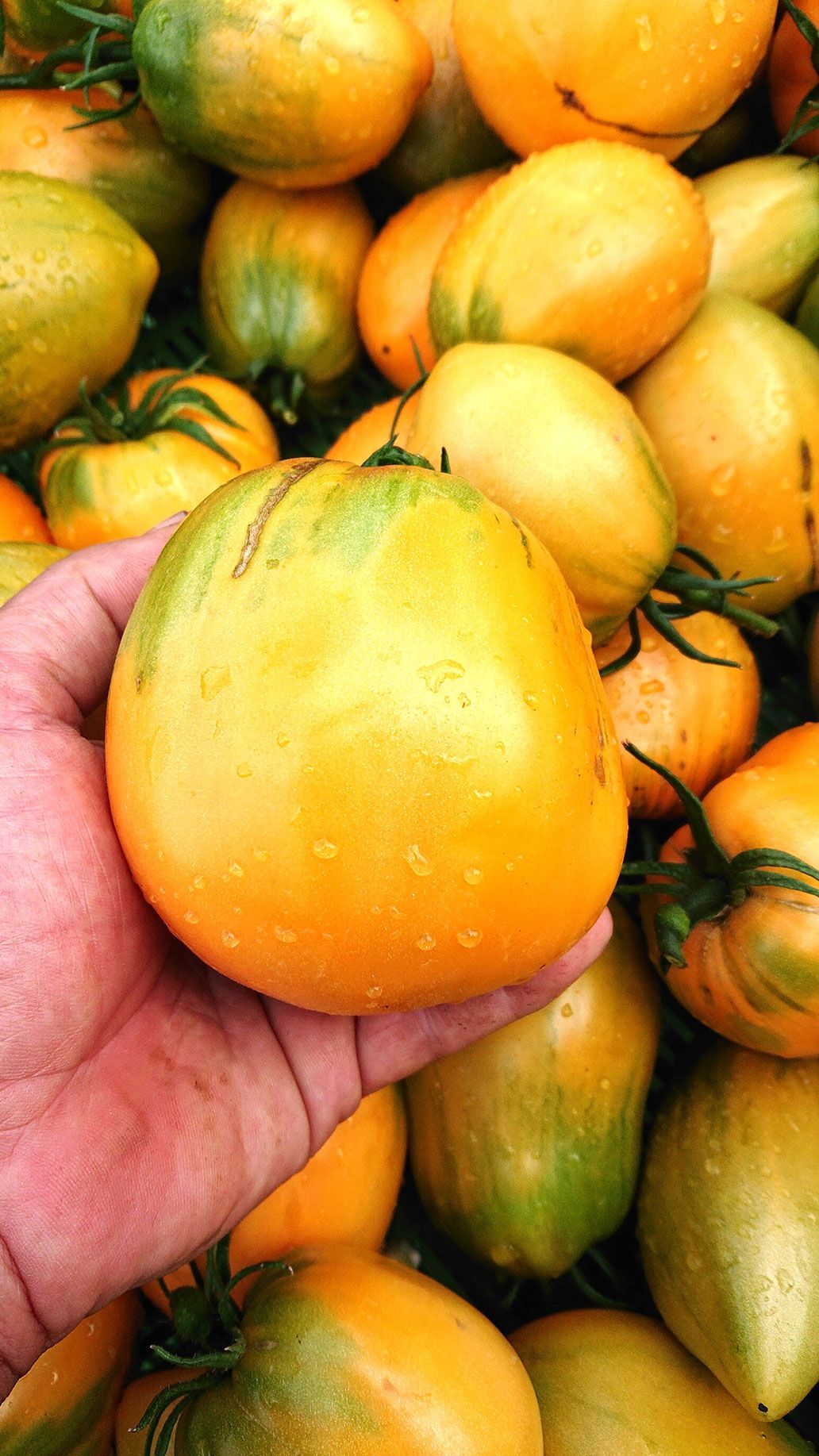 Tomaten "Orange Banana" | Emmerts-Biokiste