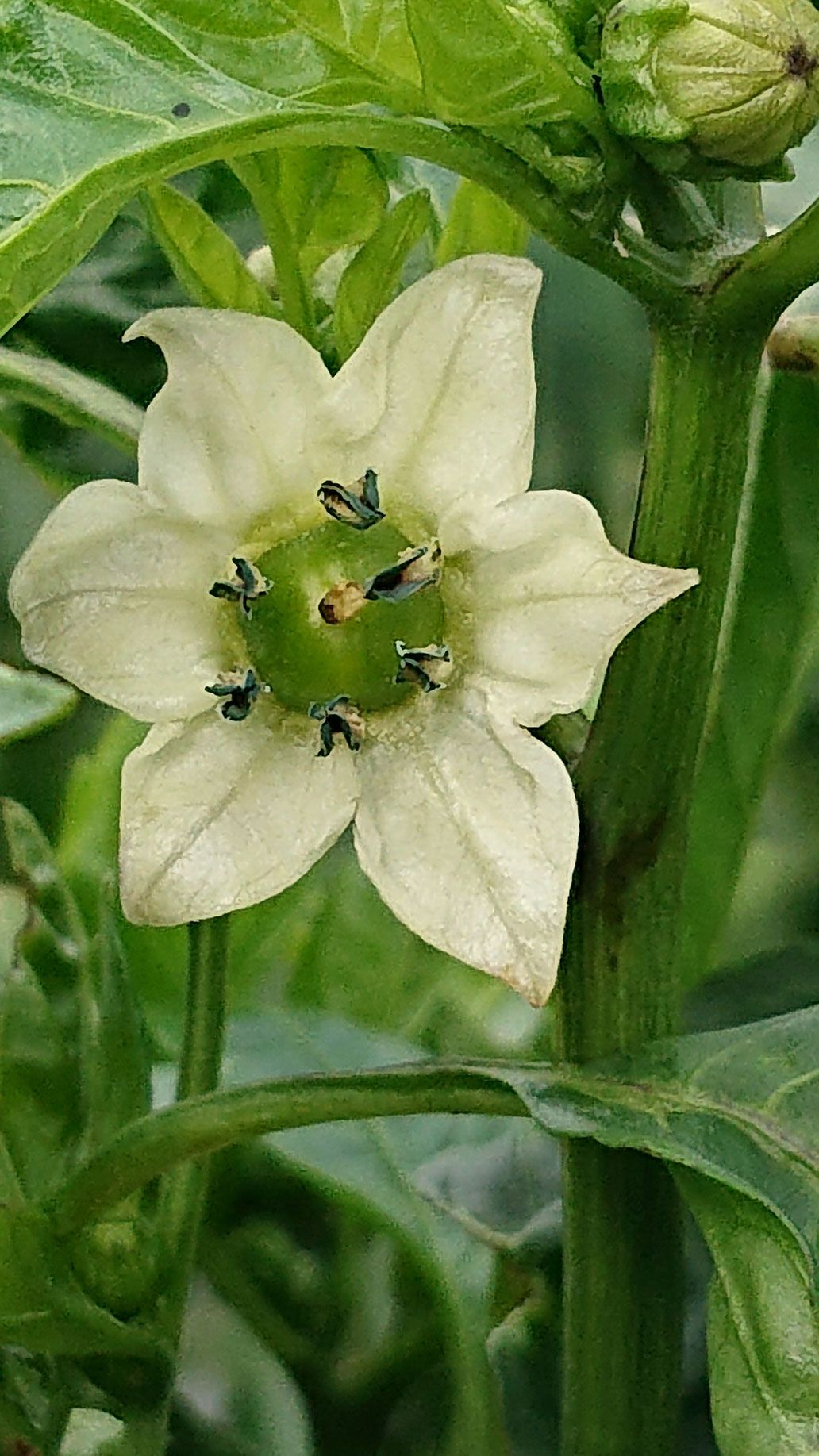 Paprika Blüte | Emmerts-Biokiste