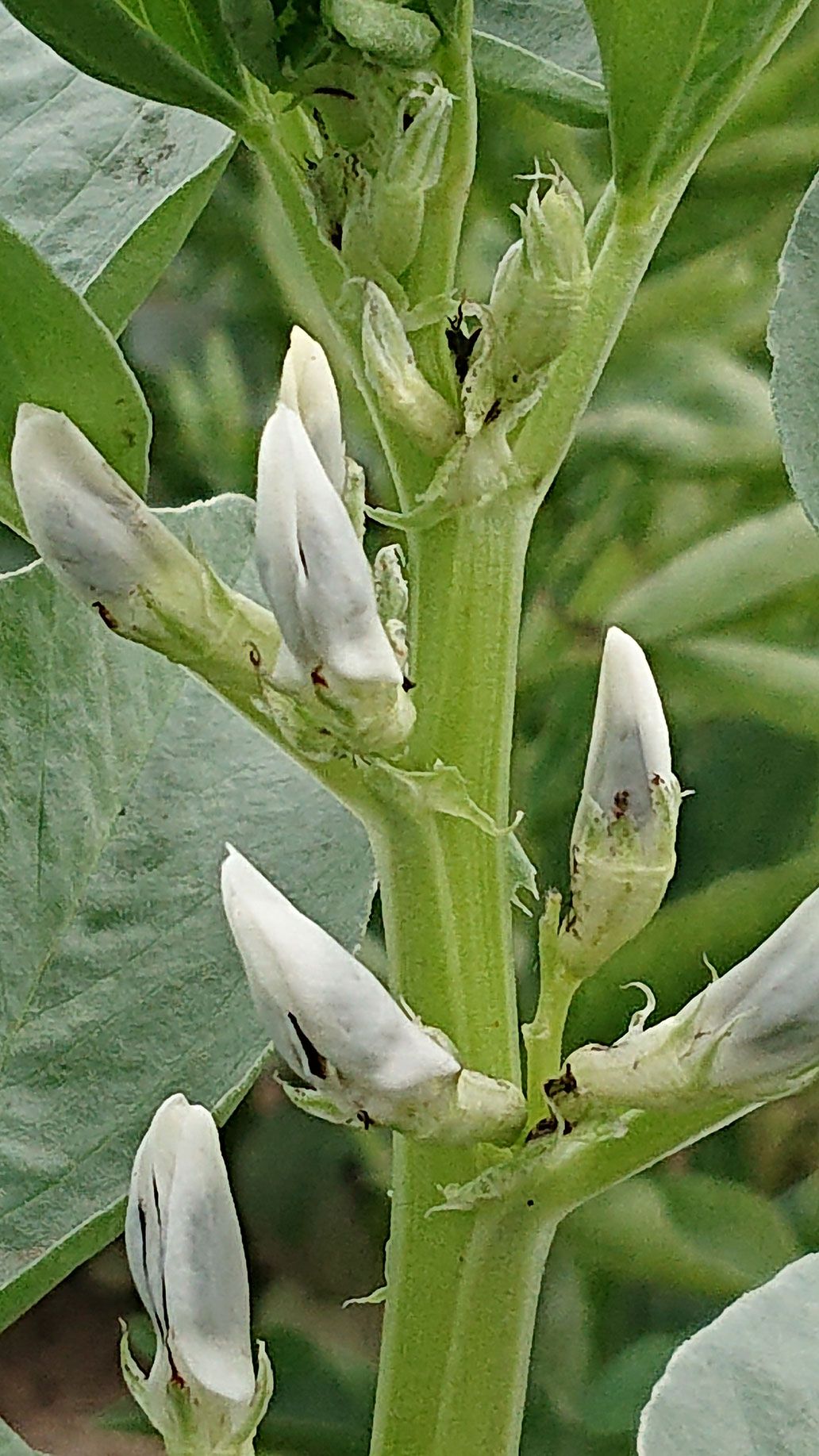 Dicke Bohne Blüte | Emmerts-Biokiste