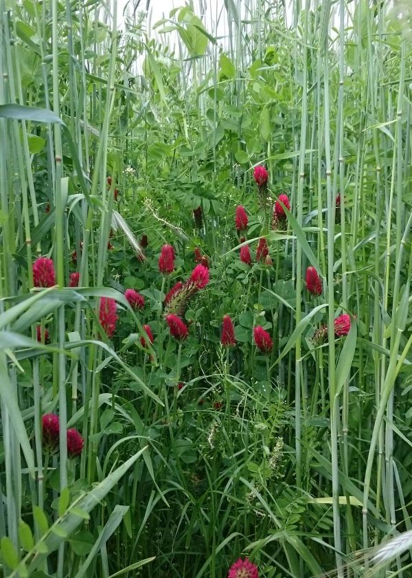 Düngung im Bio Gemüsebau