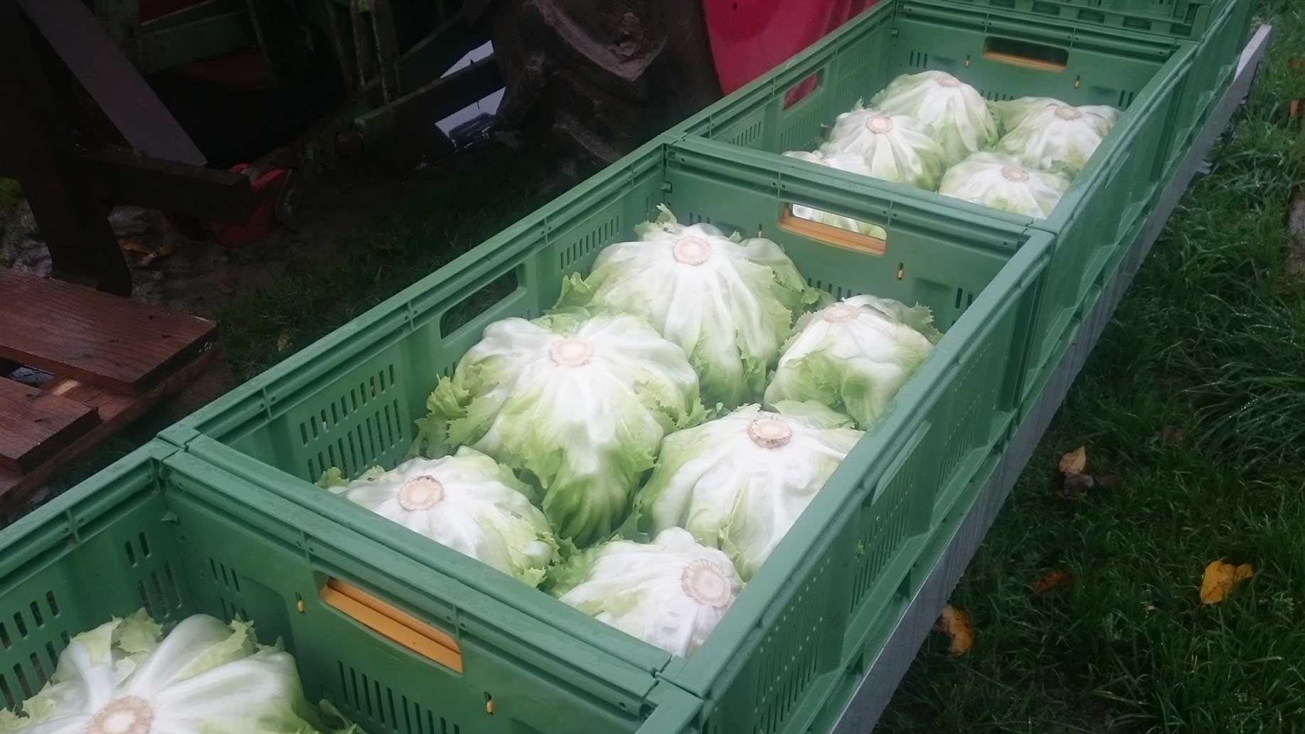 Endivien im Oktober geerntet