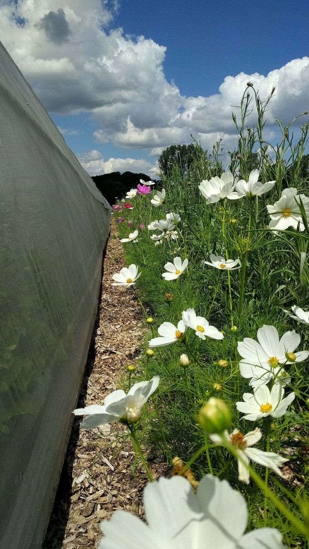 Blumen vor Haus2  | Emmerts-Biokiste