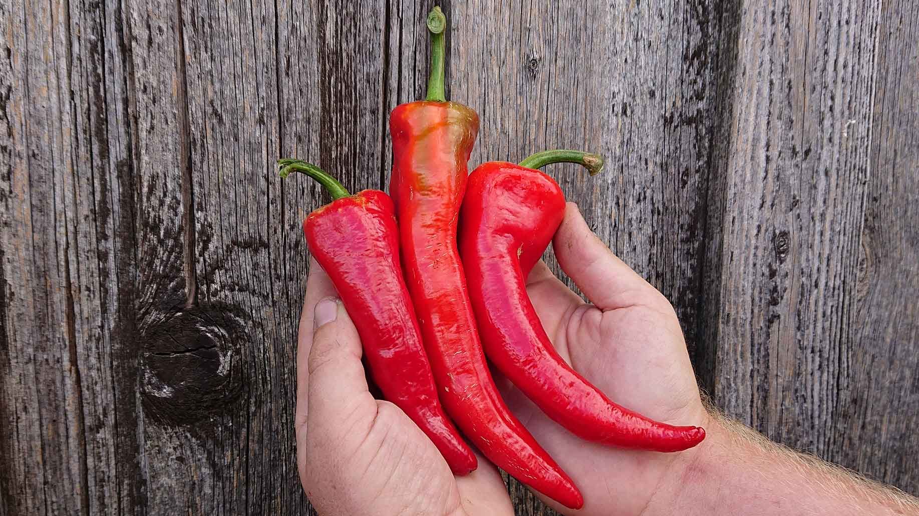 Freiland Paprika | Emmerts-Biokiste