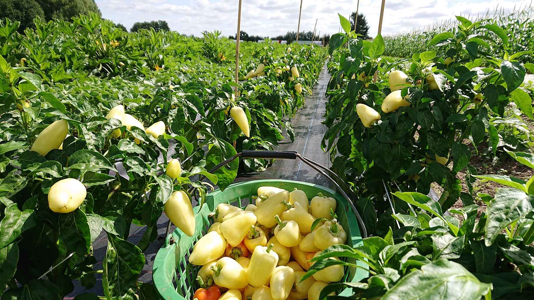 Freiland Paprika | Emmerts-Biokiste