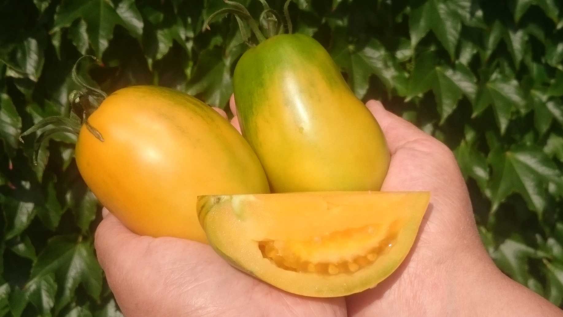 Tomaten "Orange Banana"