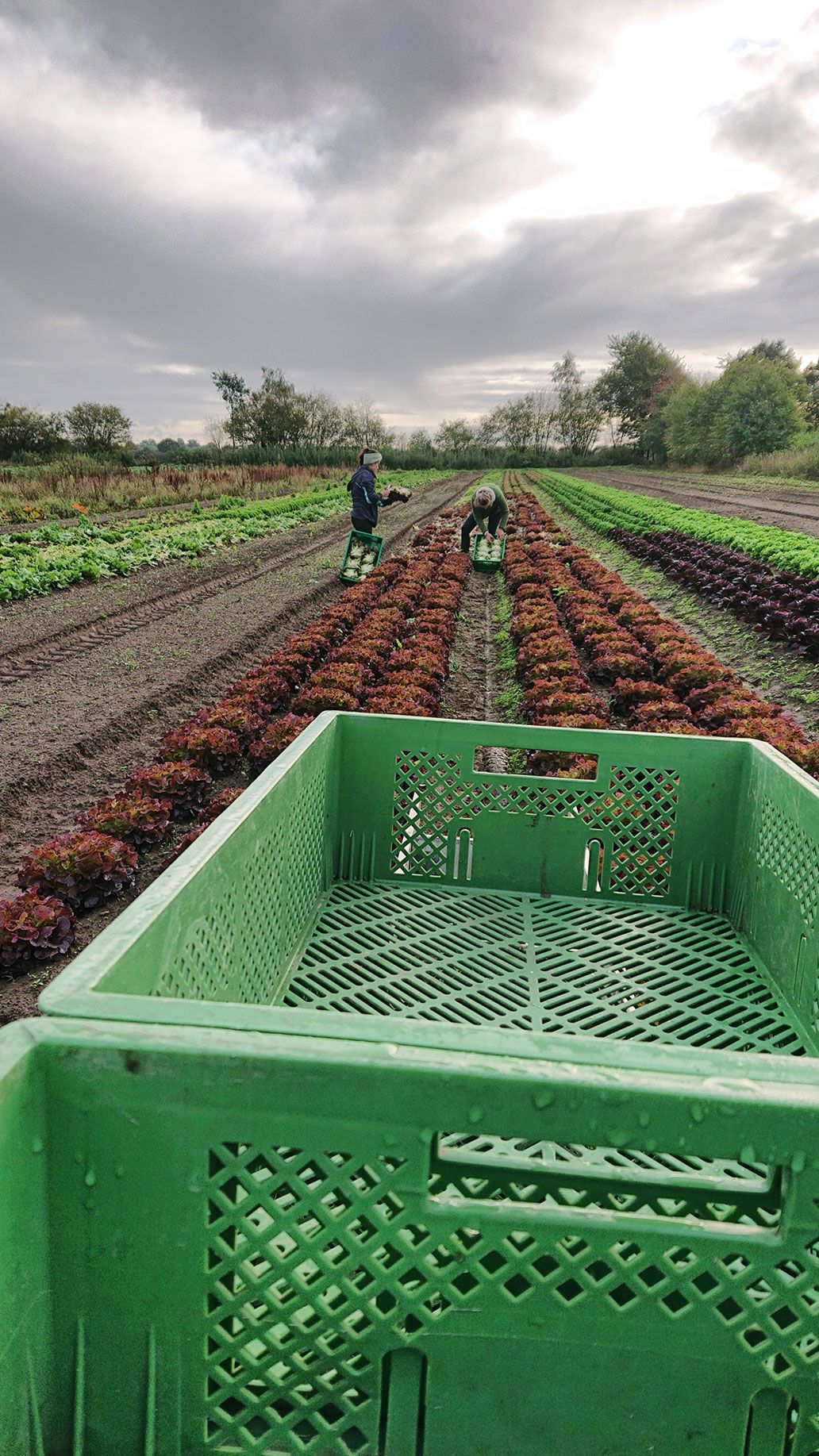Eichblattsalat rot ernten | Emmerts-Biokiste
