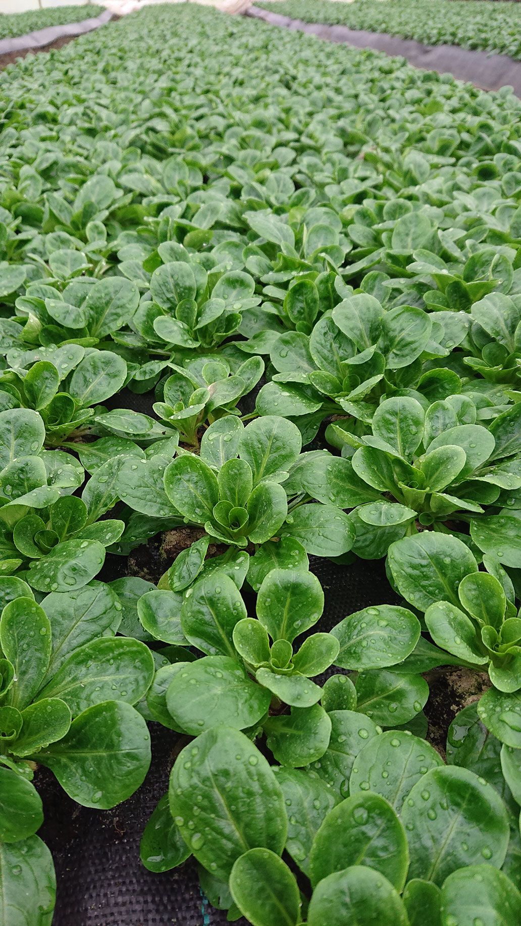 Feldsalat Haus 2 | Emmerts-Biokiste
