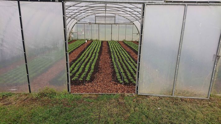 winterpostelein-haus-3-im-november