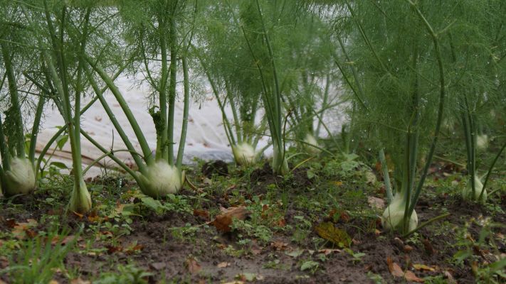 fenchel-im-herbst