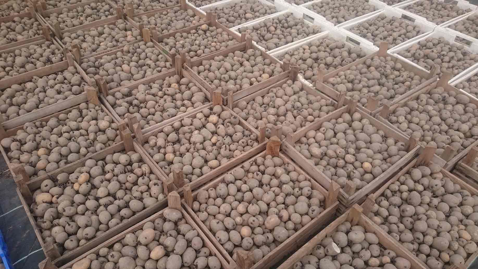 Kartoffeln vorkeimen im April
