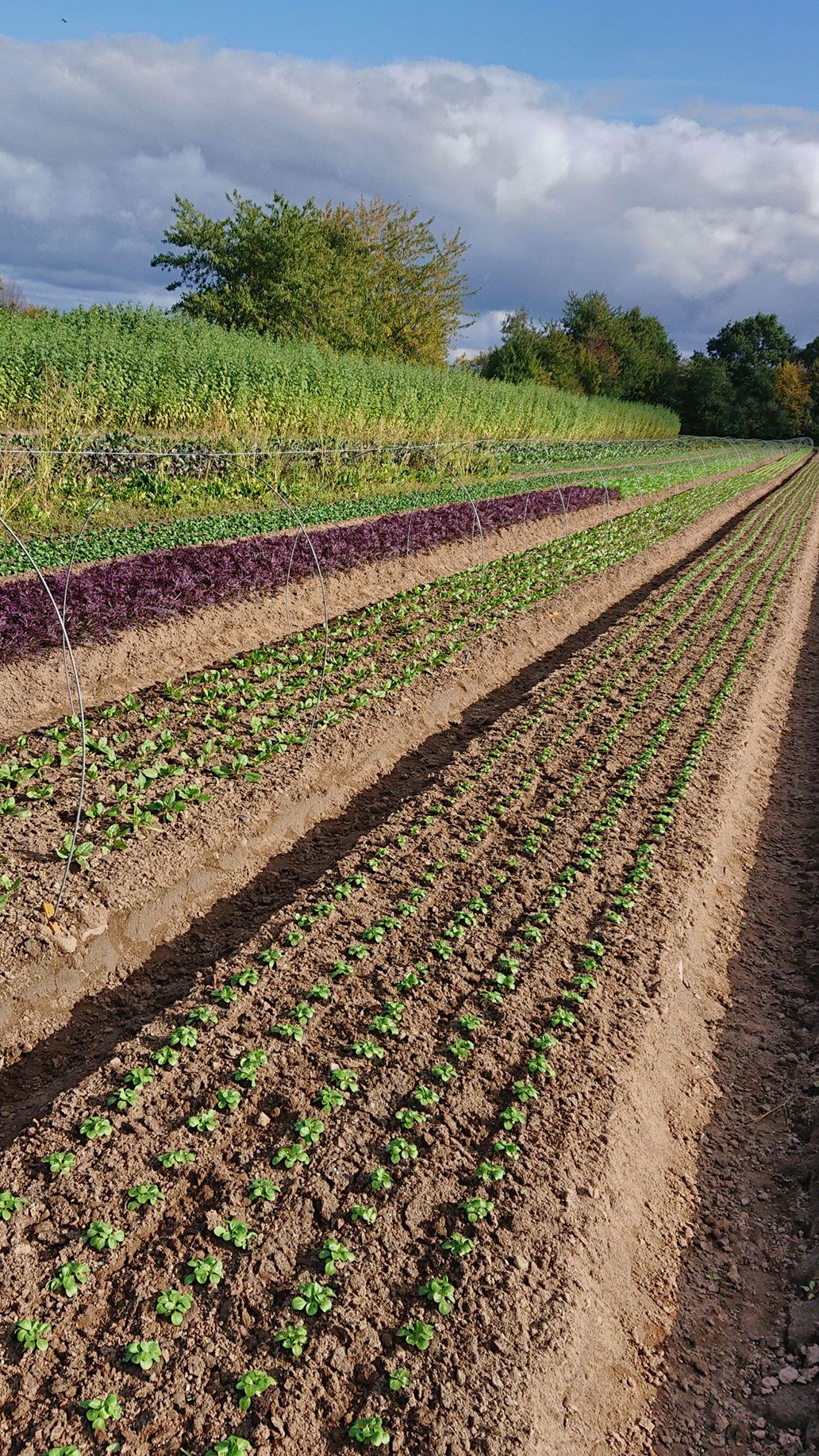 Herbst- und Wintersalate | Emmerts-Biokiste