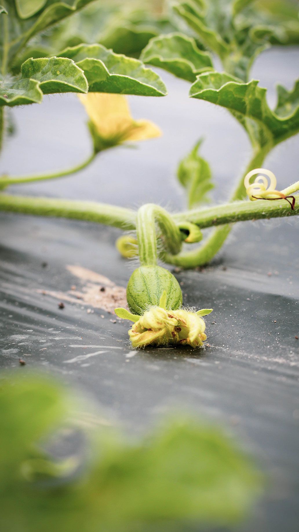 Melone im Freiland | Emmerts-Biokiste