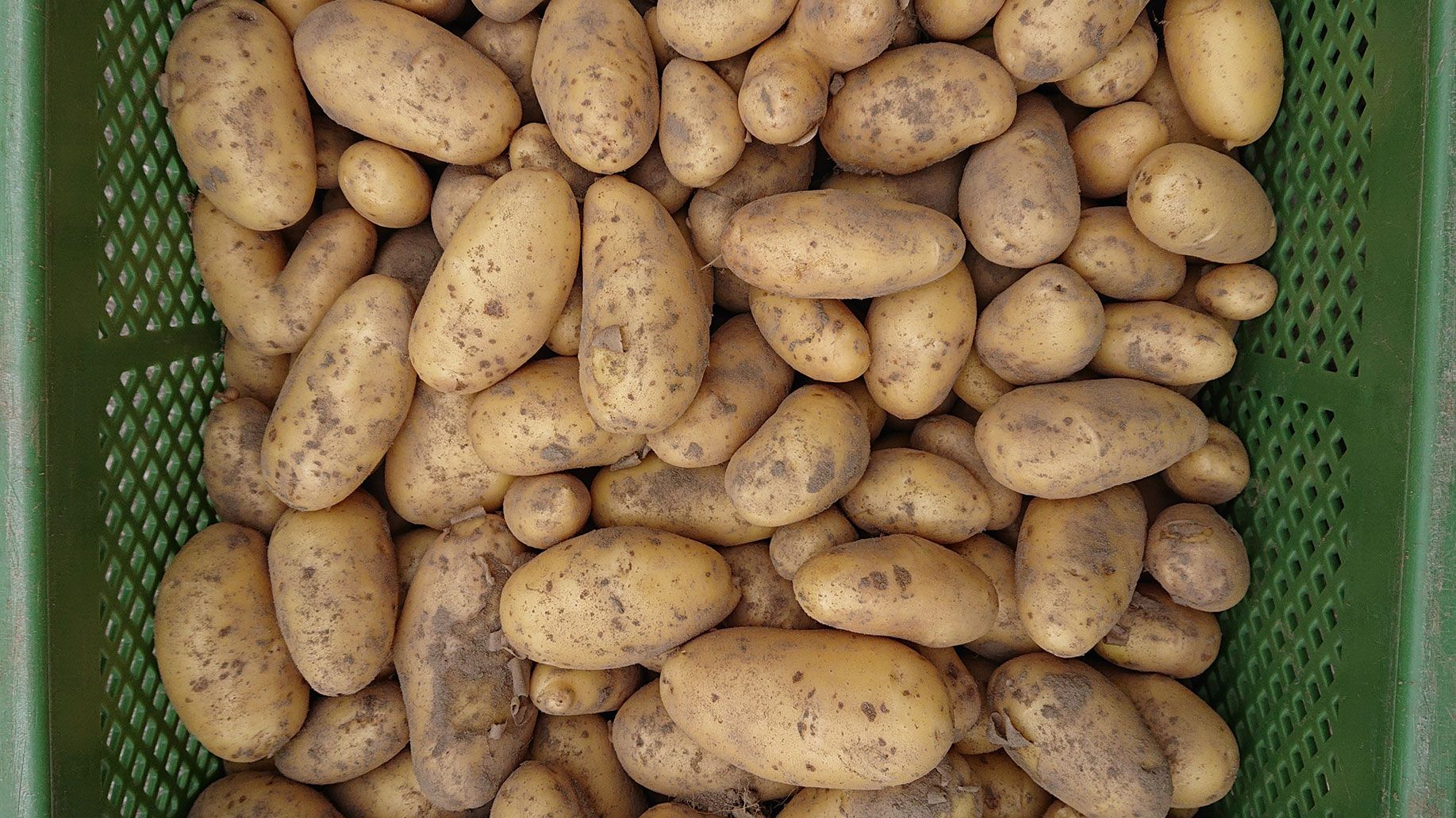 Neue Kartoffeln im Juli | Emmerts Biokiste
