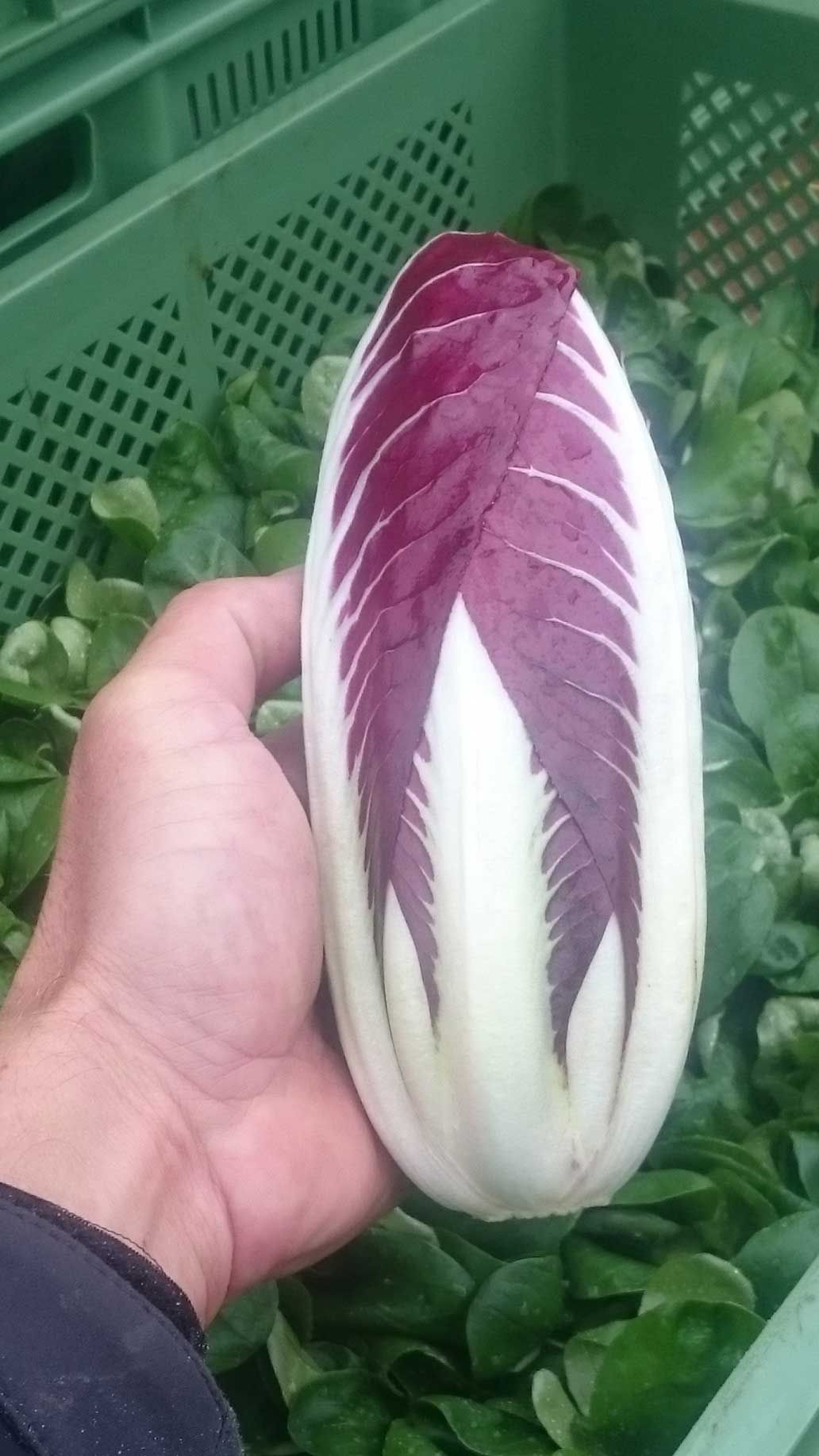 Radicchio Treviso