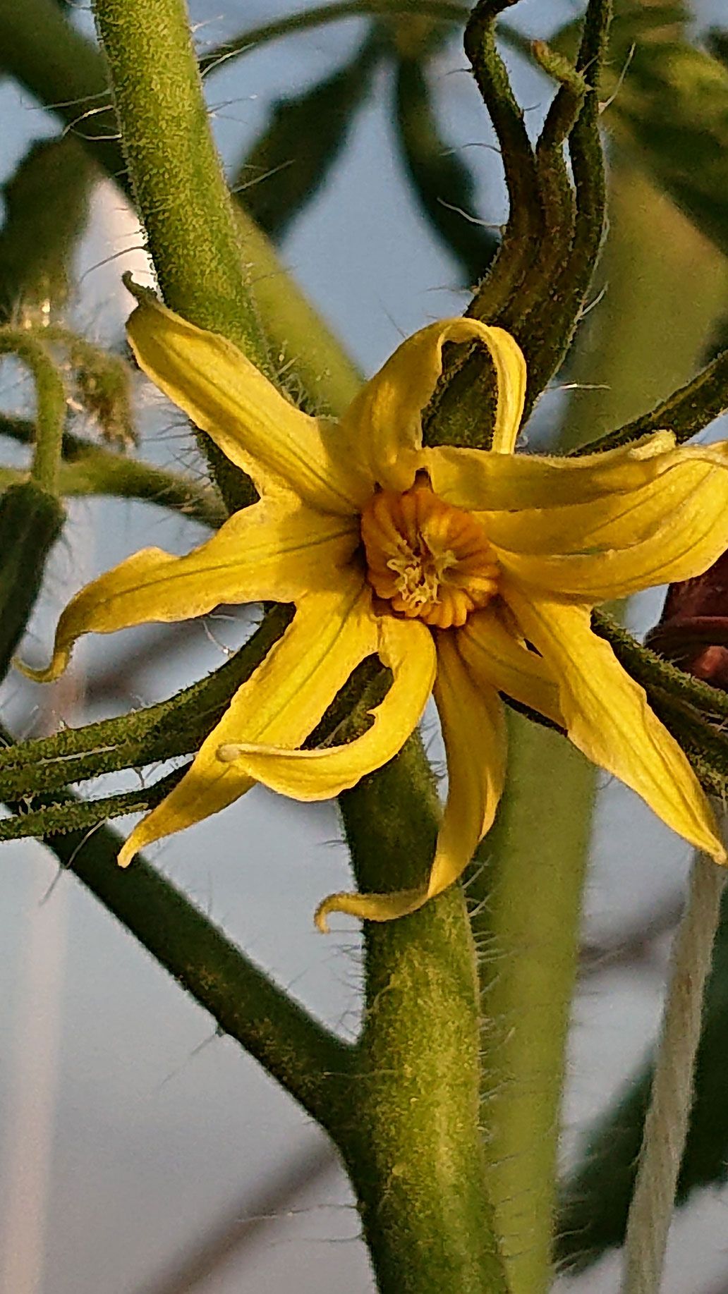 Tomaten Blüte | Emmerts-Biokiste
