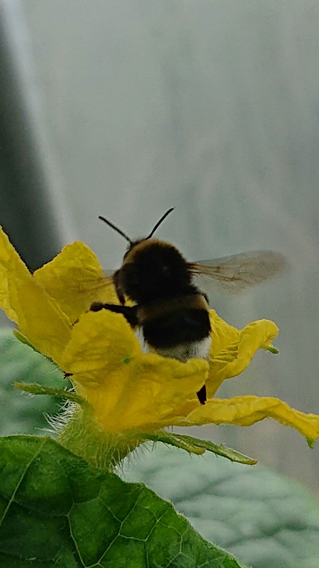 Hummel in Gurkenblüte | Emmerts-Biokiste
