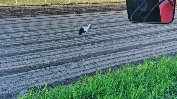 der-storch-auf-futter-suche