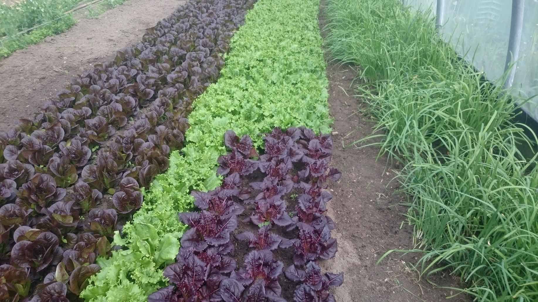 Schnittsalat im Mai