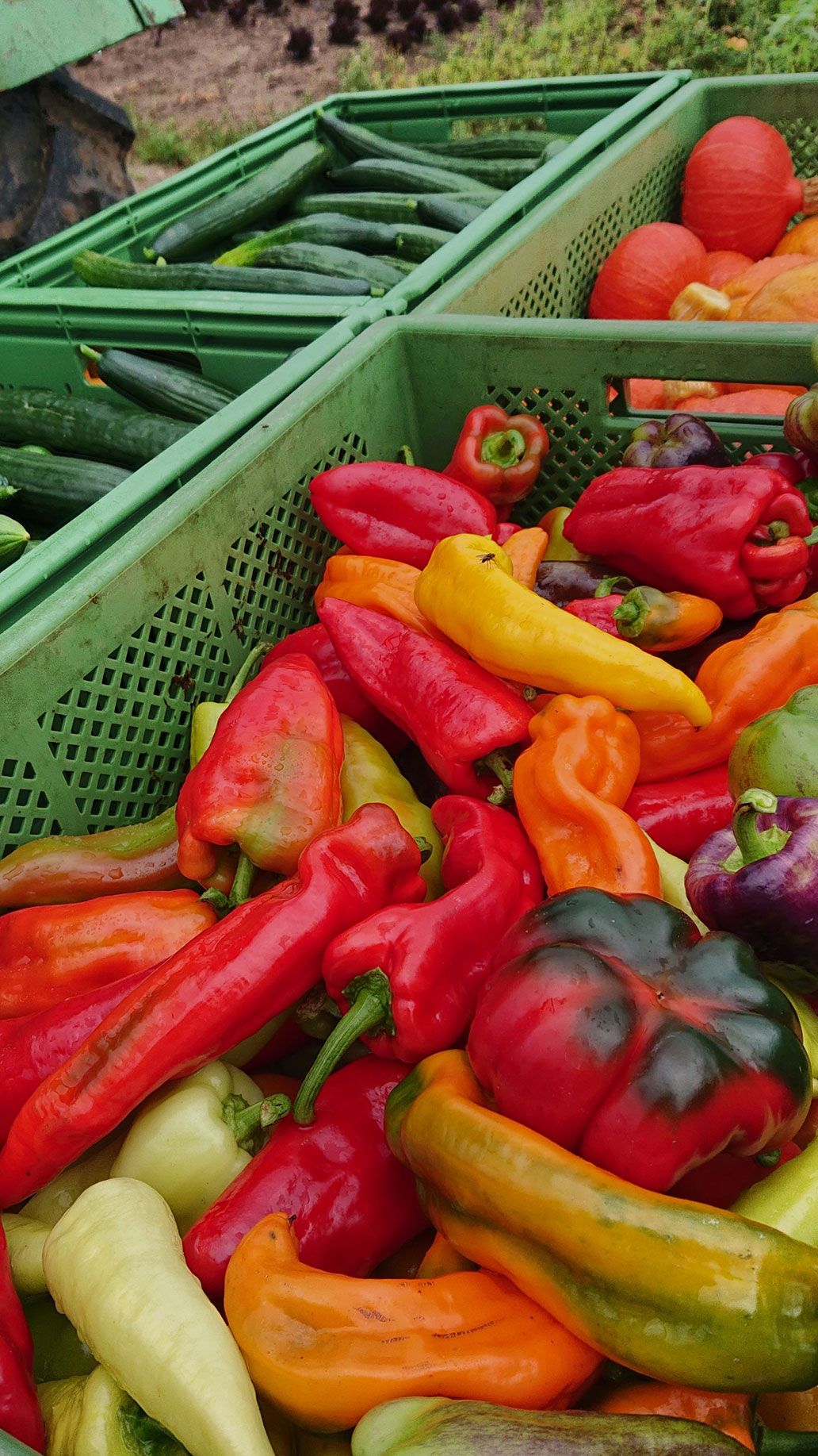Bunte Ernte im August | Emmerts-Biokiste