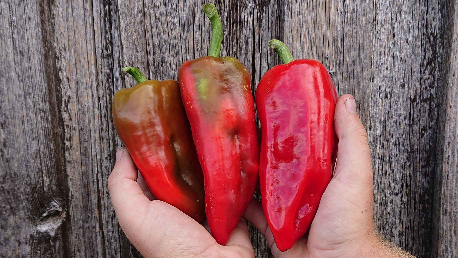 Freiland Paprika | Emmerts-Biokiste