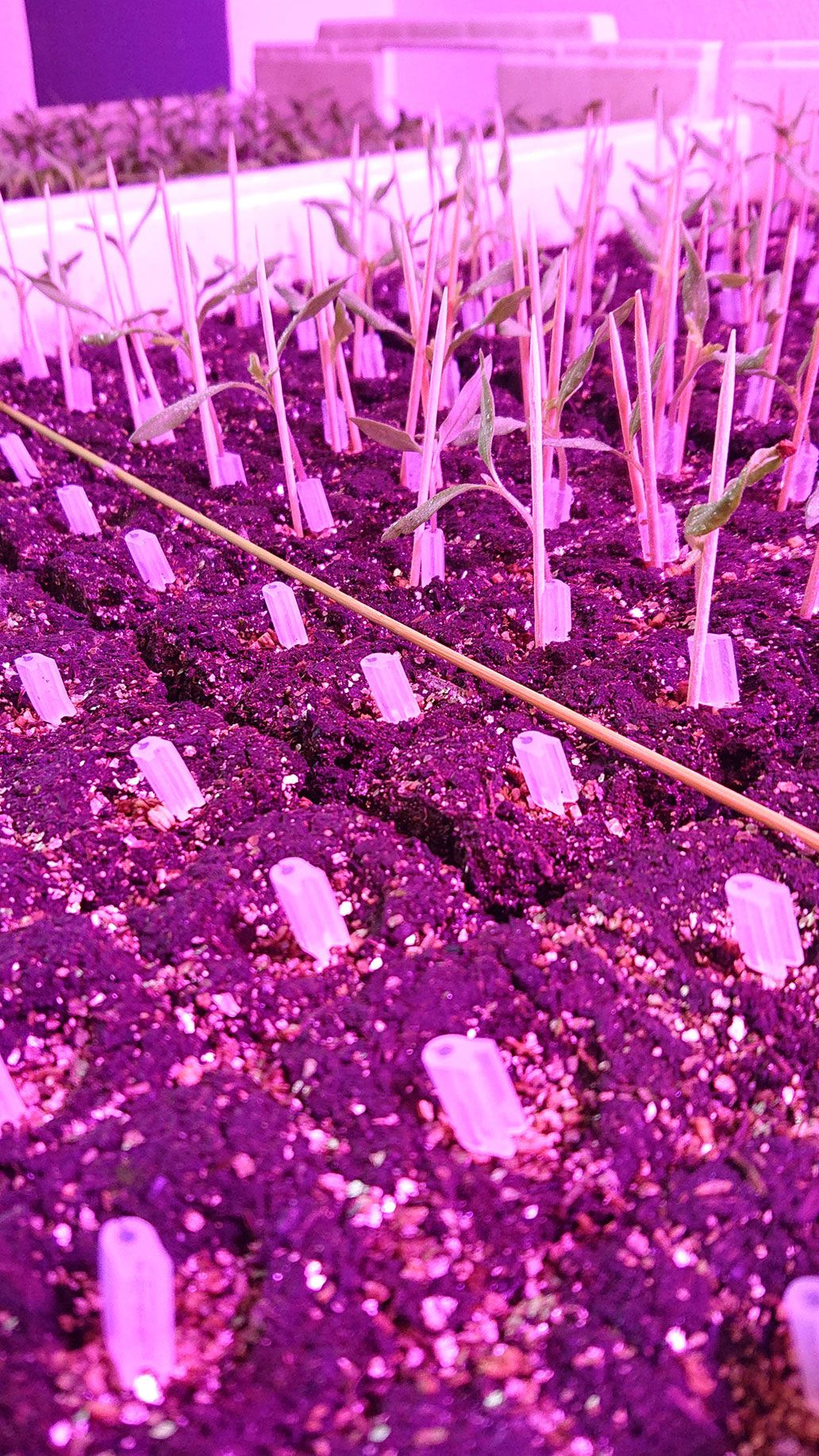 Tomaten veredeln | Emmerts-Biokiste