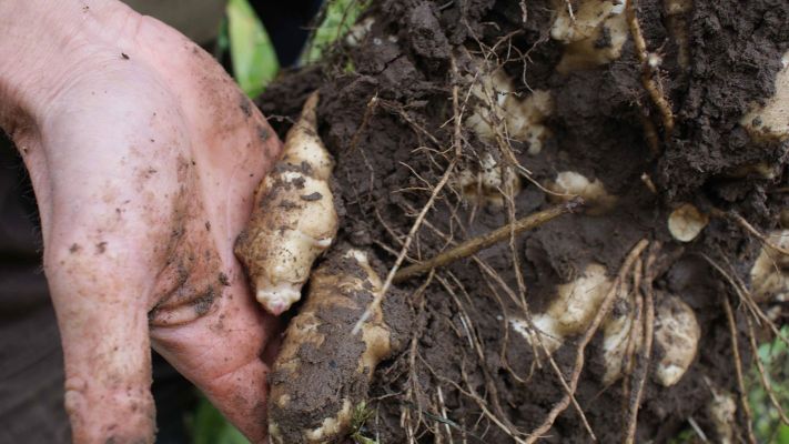 topinambur-ernten