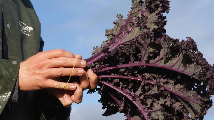 kale-ernten