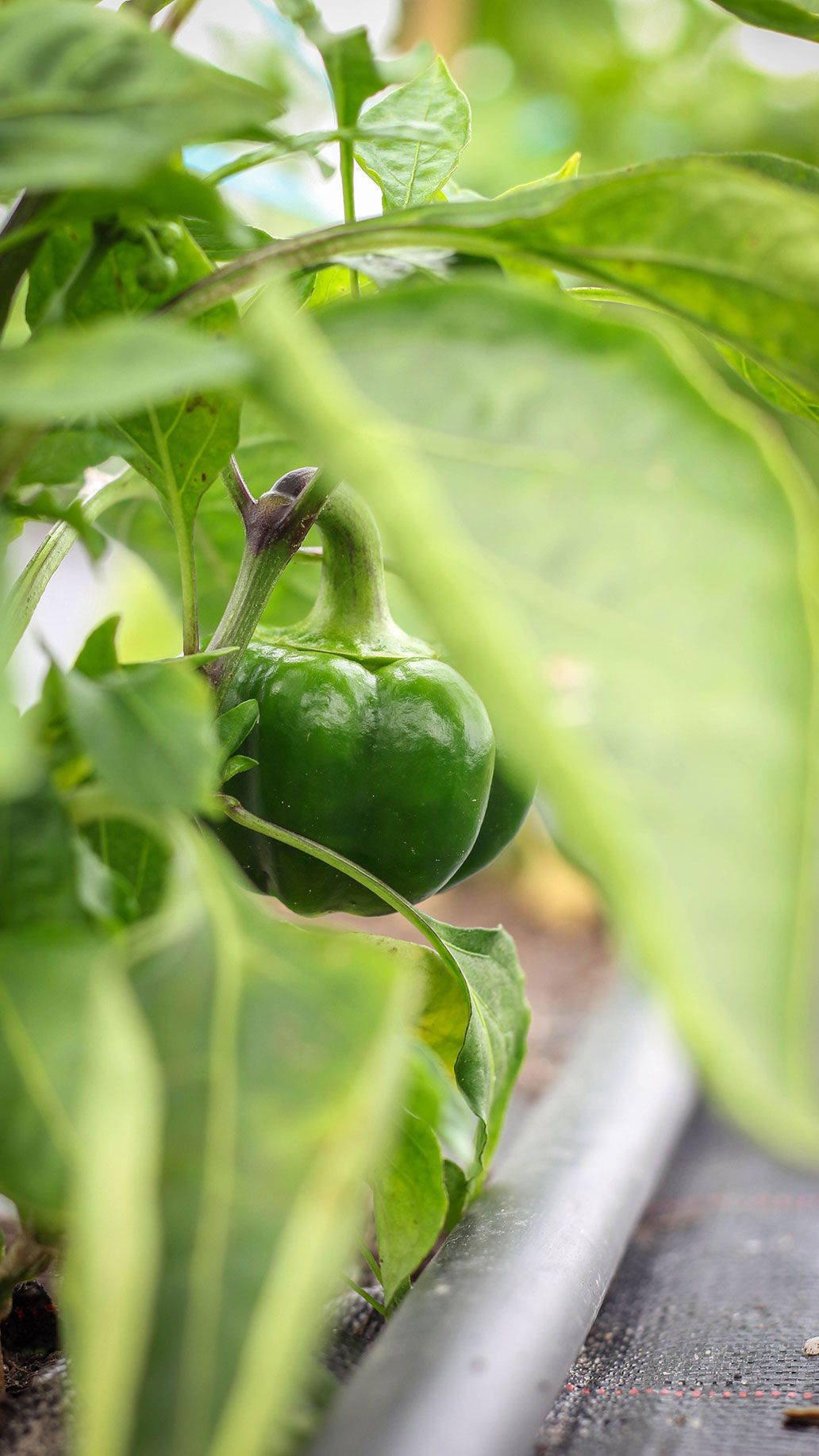 Freiland Paprika | Emmerts-Biokiste