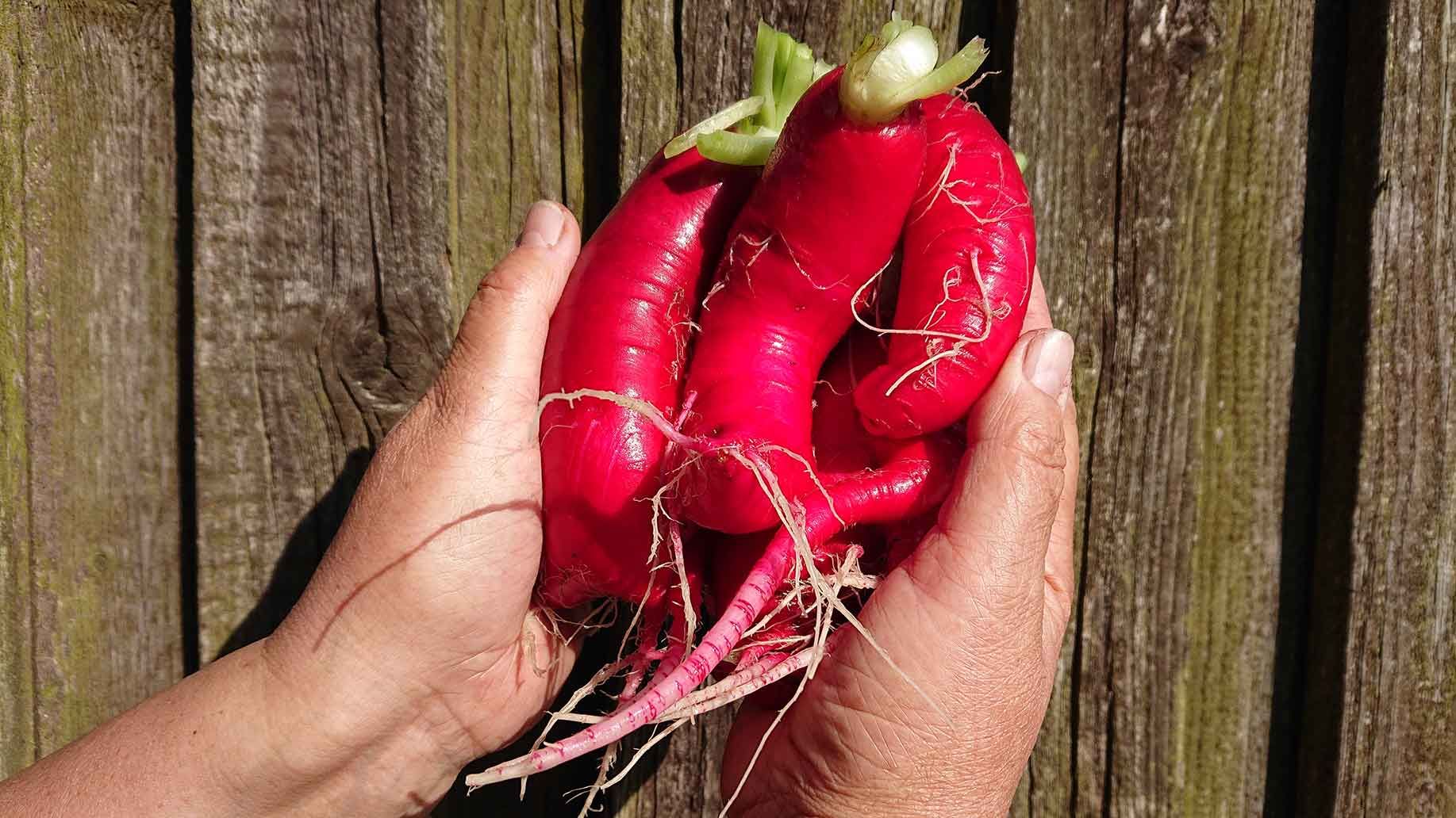 Rettich "Ostergruss Rosa" | Emmerts-Biokiste