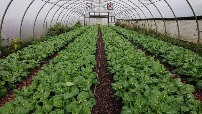 pac-choi-haus-2-erntebereit